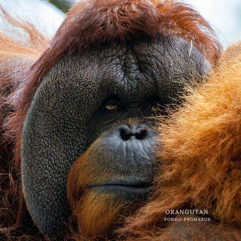 Iconic Victim of Palm Oil – The Orangutan