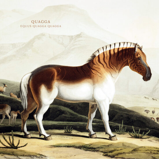 The Quagga Project – Reviving an extinct species.