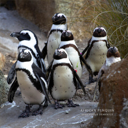 African Penguins face extinction by 2025