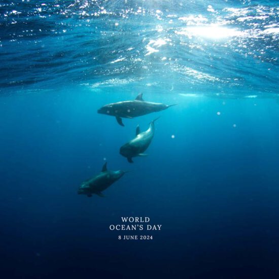 Dive into World Oceans Day 2024